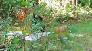 Andre Love Caught A Red Fox In The Forest And Finishe zootube1